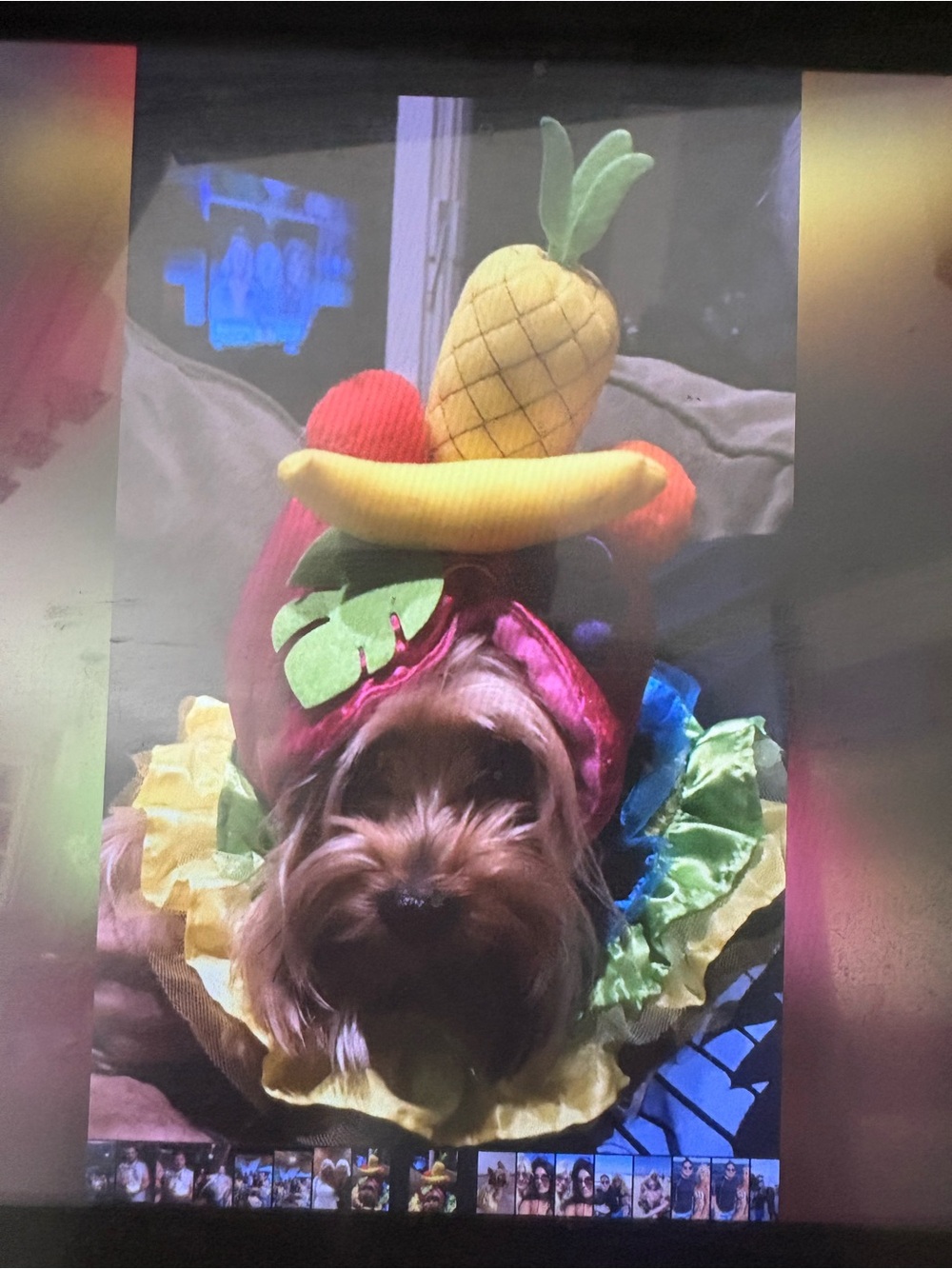 Small Dog (Clothes(Chiquita banana ) Rainbow Ruffle Skirt & Fruit Hat Set ( s/M